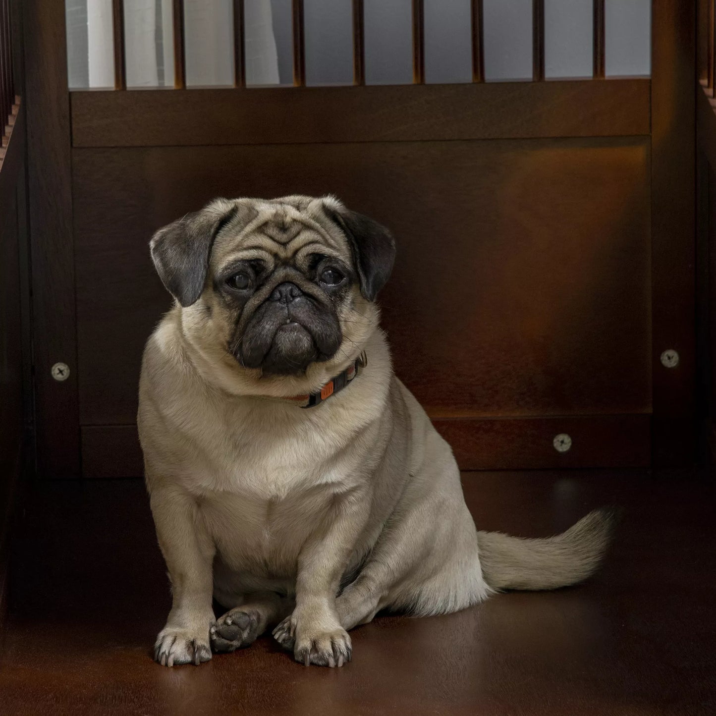 Šunų narvas su užraktu, paaukštintu pagrindu, transportavimo dėžė, 80,5 cm x 59,5 cm x 67,5 cm, rudas