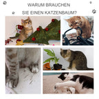 Keturios kačių elgsenos nuotraukos: žaidimas, draskymasis, poilsis