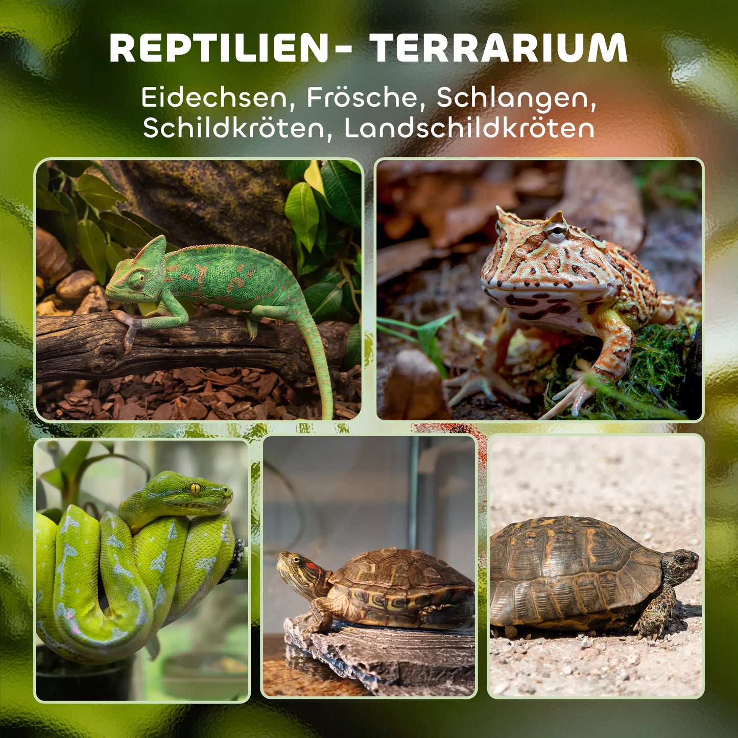 Stiklinis terariumas ropliams, paaukštintas ir vandeniui atsparus dugnas, sagties užraktas