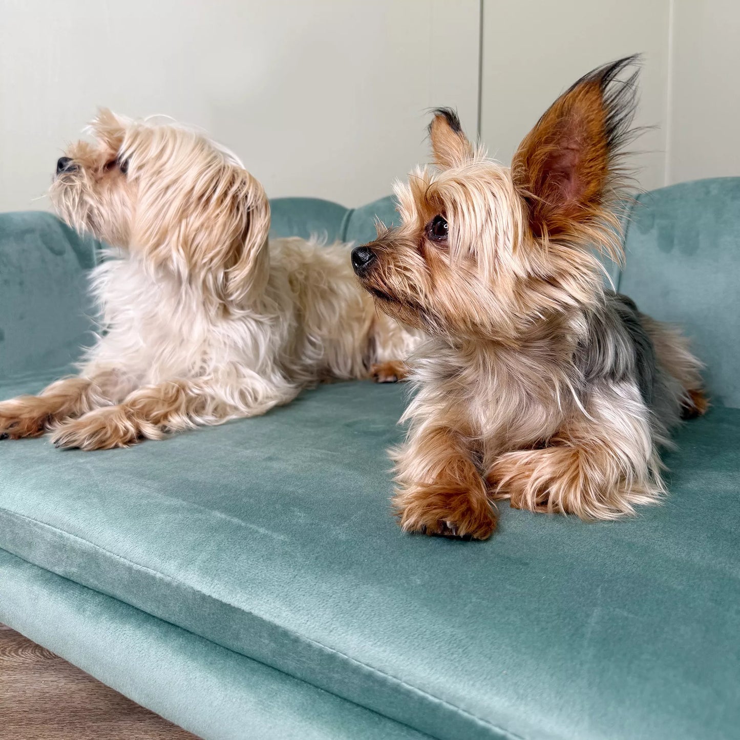 Gyvūnėlio sofa vidutinio dydžio ir dideliems šunims iki 25 kg, tvirta mediena, paminkštinta, žalia