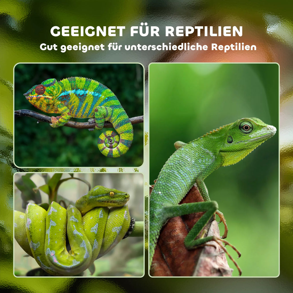 Infografika: terariumas tinkamas įvairiems ropliams – chameleonams, gyvačiųms, driežams