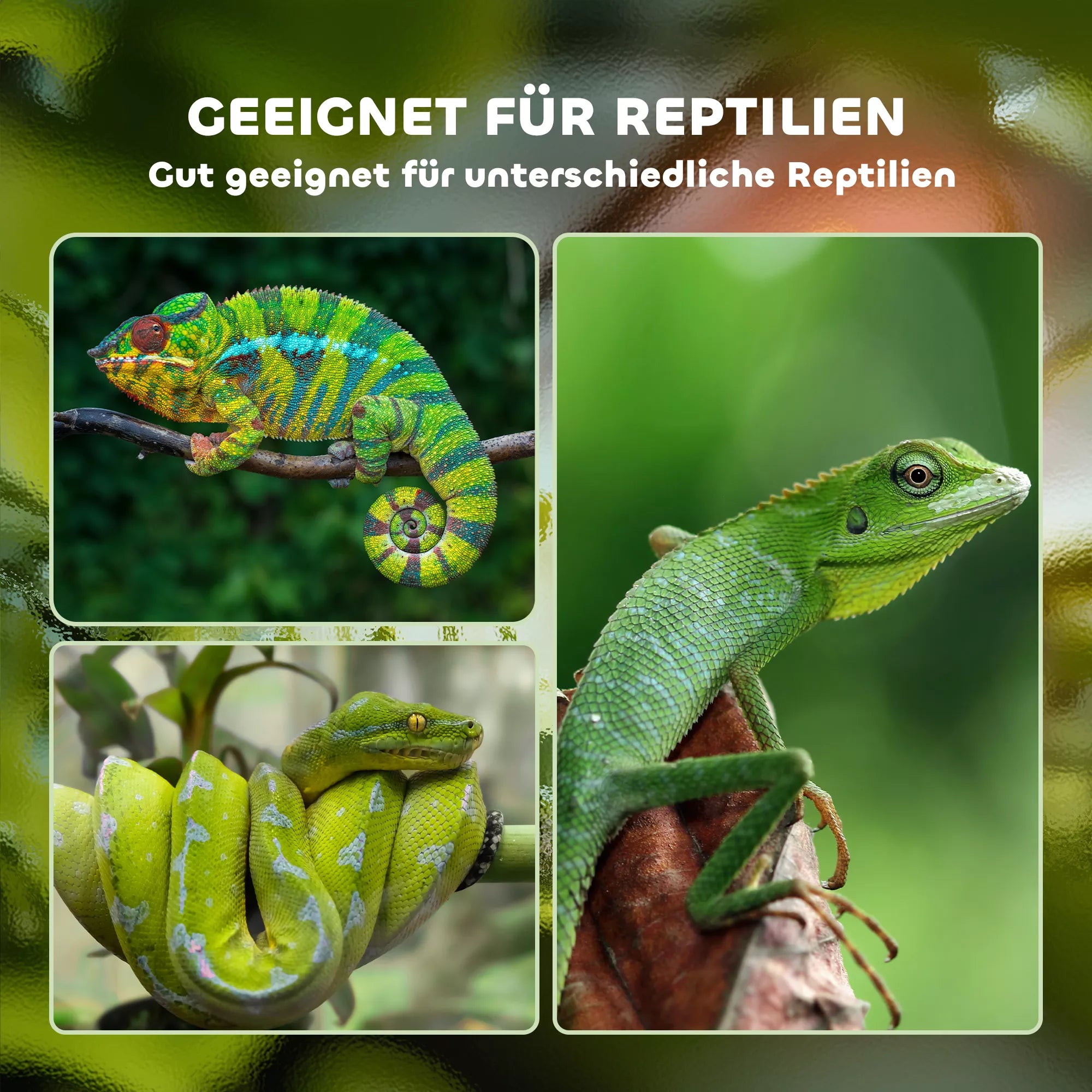 Infografika: terariumas tinkamas įvairiems ropliams – chameleonams, gyvačiųms, driežams