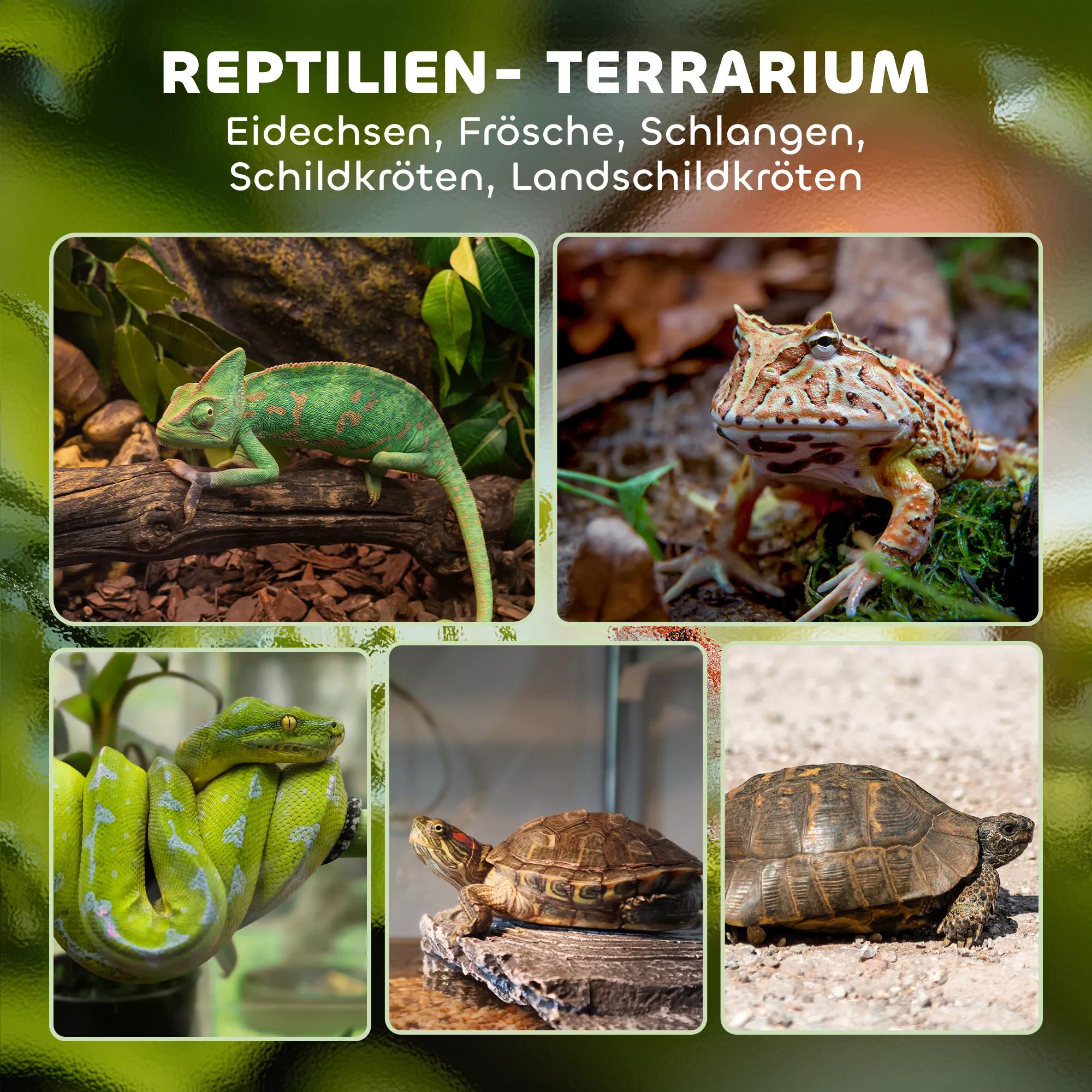 Terariumas ropliams, su vandeniui atspariu dugnu, 50 x 30 x 25 cm, juodas