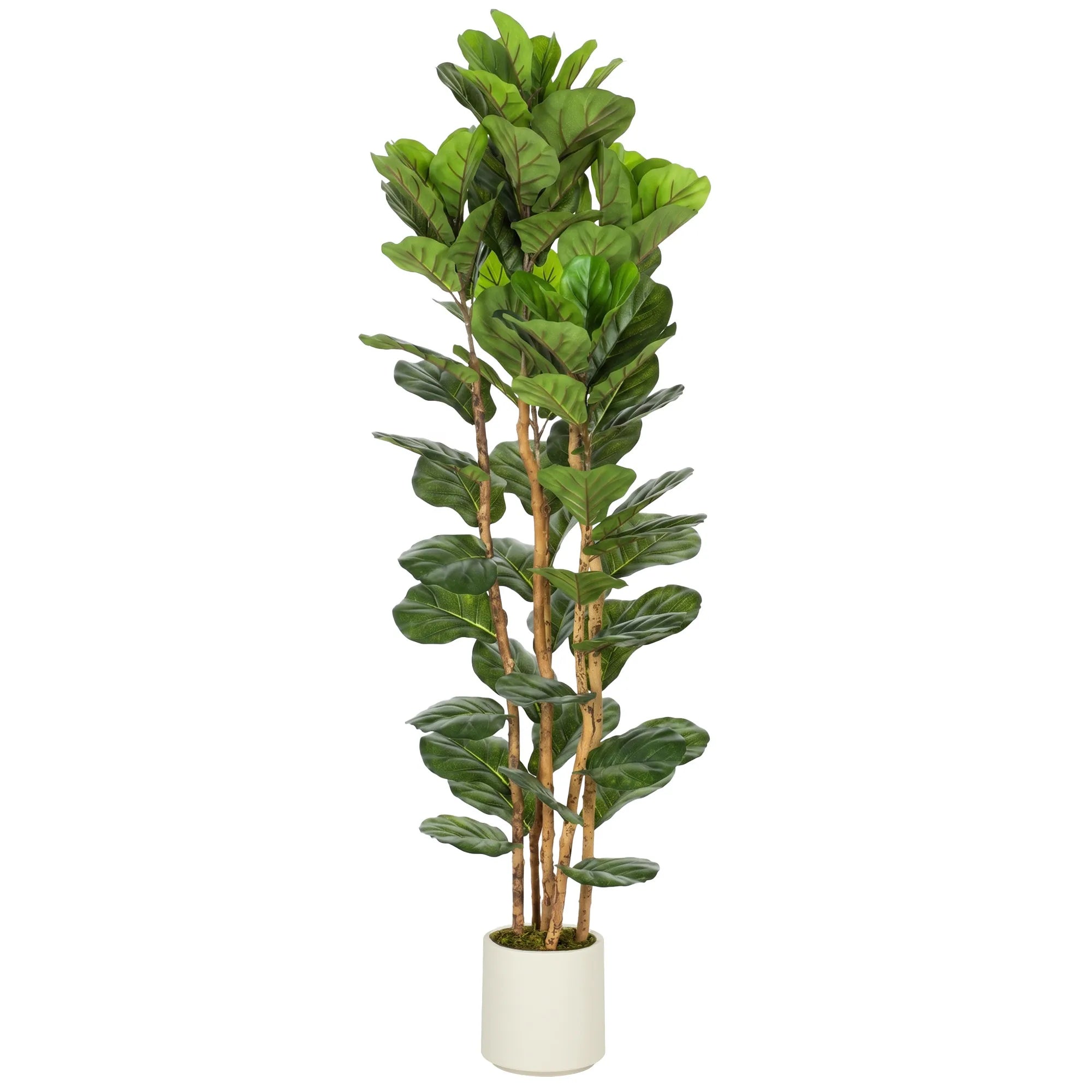 Dirbtinis smulkialapis figmedis su vazonu, 180 cm, žalias