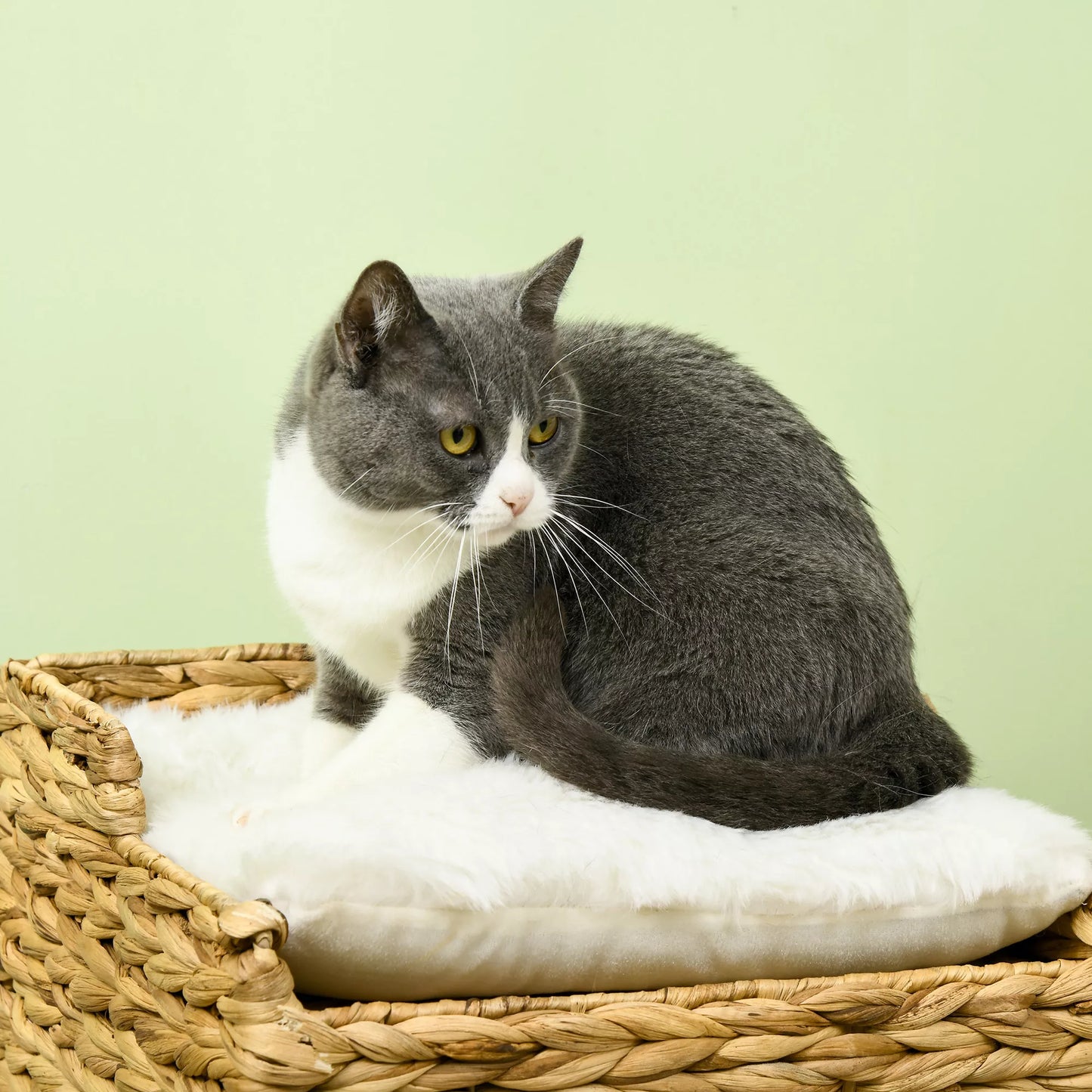 Katės guolis iš vandens hiacintų žolės, 2 gulimosios vietos, 2 skalbiami pagalvėlės, natūralus + baltas