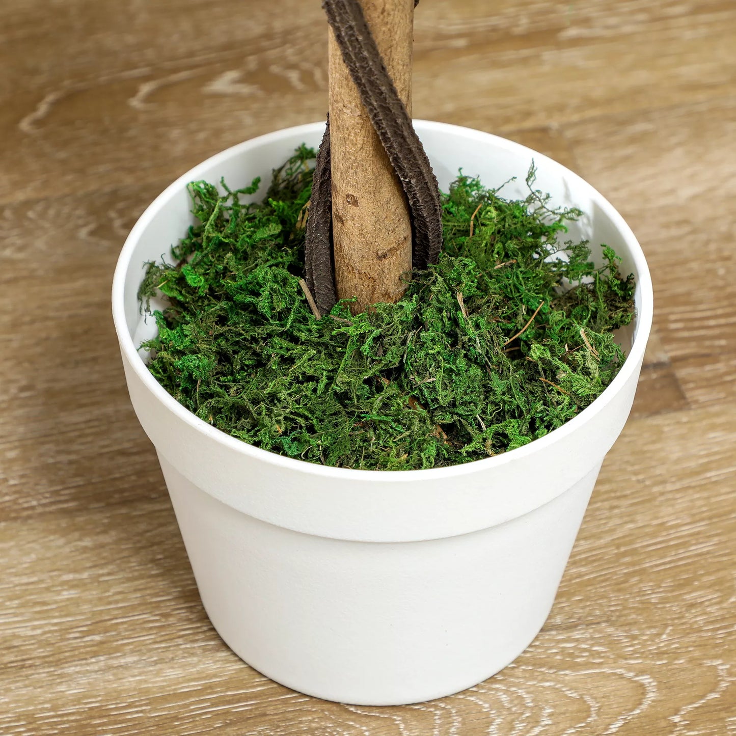 Dirbtinis medis, dirbtinis augalas cemento puode