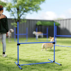 Mergaitė kieme stebi šunis prie mėlynos agility kliūties