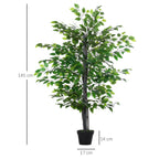 Schema su fikuso matmenimis: aukštis 145 cm, vazonas 17 cm