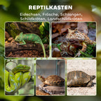 Kolaže pristatomi terariumui tinkami ropliai: chameleonas, varlė, gyvatė ir vėžliai